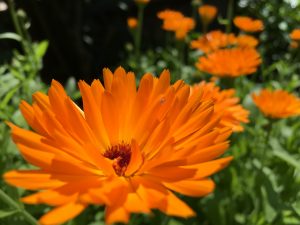 Ringelblumen Gstettner 1