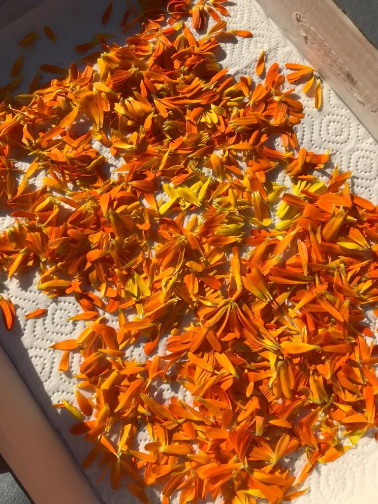 Ringelblumen sammeln 1